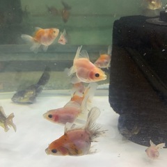 水槽セット ローズテールオランダ稚魚 無料スポットライト4個付き