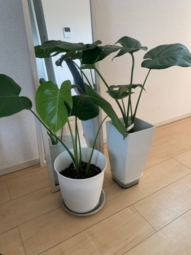 モンステラ