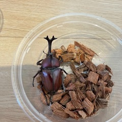 カブトムシ大 天然(2)値下げ 放生