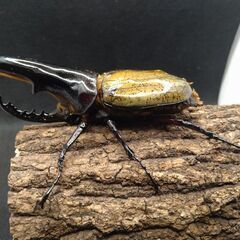 極太極短個体】ヘラクレスオオカブトムシ ♂♀ペア8-1