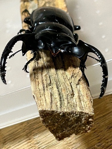 ウエストウッディオオシカクワガタ幼虫\n