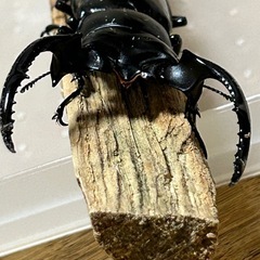 ウエストウッディオオシカクワガタ幼虫