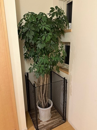 【知多市引取希望】観葉植物 状態良好カポック200cm まとめ買いOK