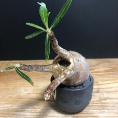 グラキリス　チビグラ　現地穴あき株