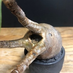 グラキリス　チビグラ　現地穴あき株