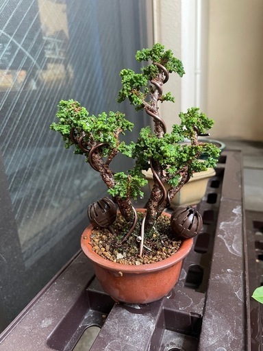 石化檜