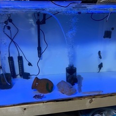 120×60×60水槽今週取り引き限定