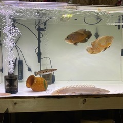 120×60×60水槽今週取り引き限定