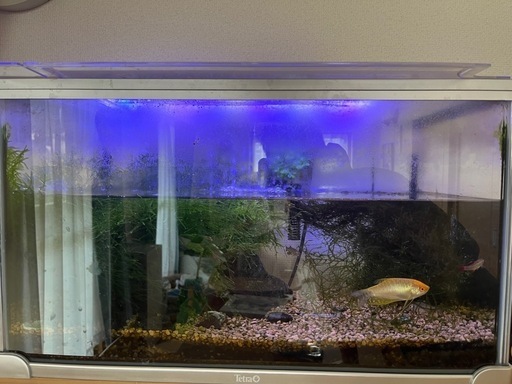 60センチ水槽\u0026熱帯魚\n