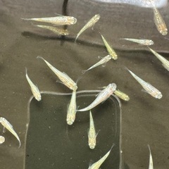 取引中🌟スズラン🌟幼魚10匹🐟改良メダカ