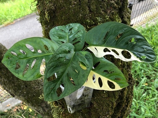 .∘Monstera Adansonii Variegata .∘
