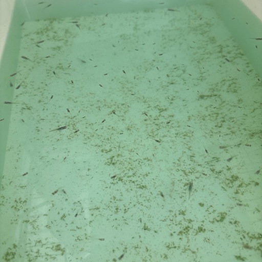 メダカの稚魚、針子 (shii) 舟入川口町のその他の中古あげます・譲ります|ジモティーで不用品の処分