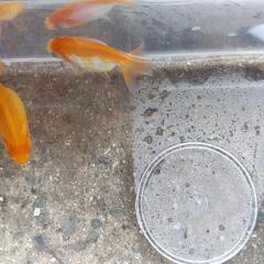 金魚・和金2匹