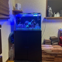 水槽 セット 海水魚 サンゴ 生体付き