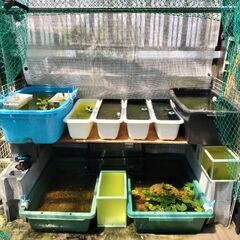 お話し中【値下げ】メダカ、水槽、台セット販売