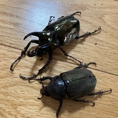 アトラスオオカブト　スマトラ島　ペア