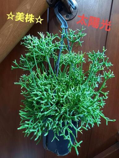 リプサリス ケリウスクラ 4号 吊り鉢 ☆そのまま飾れる☆