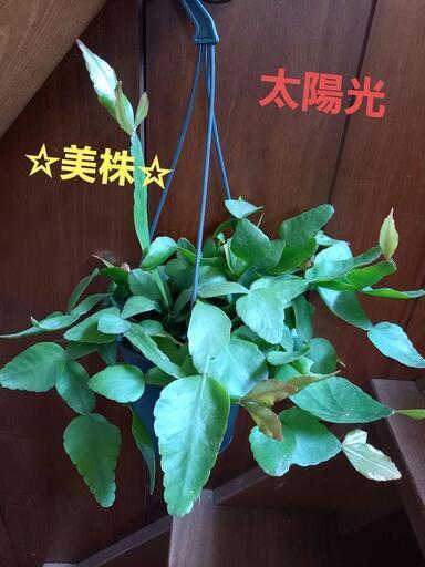 リプサリス エリプティカ 4号吊り鉢 ☆そのまま飾れる☆