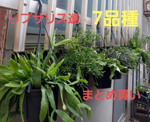 リプサリス 2品種同梱分 お買い得価格