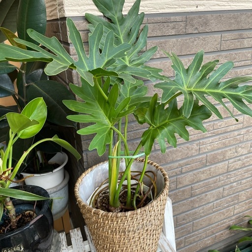 せローム