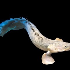 【引取限定】ポリプテルス・コンギクス　コンゴ産