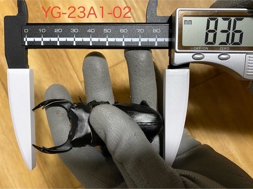 能勢YG血統 オオクワガタ 87.8/87.5/87.0/86.1 同腹ペア