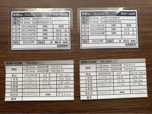 能勢YG血統 オオクワガタ 87.8/87.5/87.0/86.1 同腹ペア