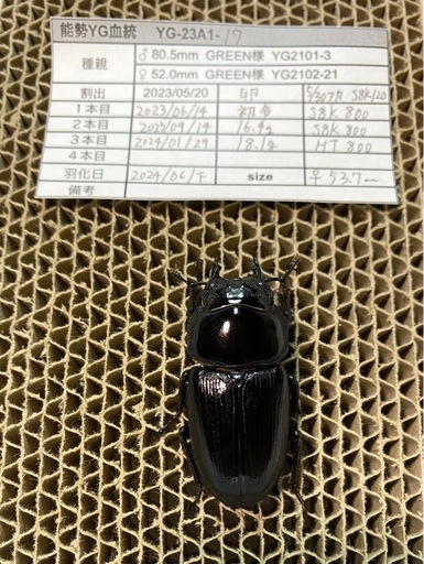 能勢YG血統 オオクワガタ 87.8/87.5/87.0/86.1 同腹ペア