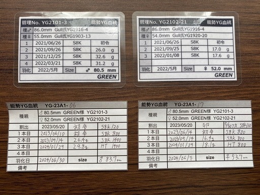 能勢YG血統 オオクワガタ 87.8/87.5/87.0/86.1 同腹ペア 能勢YG血統 オオクワガタ 87.8/87.5/87.0/86.1 同腹ペア