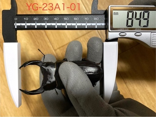 能勢YG血統 オオクワガタ 87.8/87.5/87.0/86.1 同腹ペア