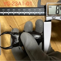 能勢YG血統 オオクワガタ 87.8/87.5/87.0/86.1 同腹ペア