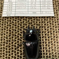 能勢YG血統 オオクワガタ 87.8/87.5/87.0/86.1 同腹トリオ