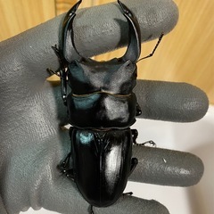 能勢YG血統 オオクワガタ 87.8/87.5/87.0/86.1 同腹トリオ