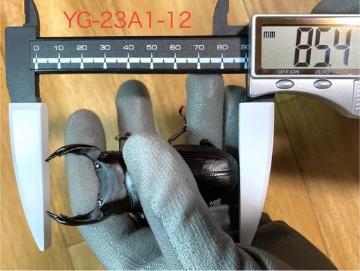 能勢YG血統 オオクワガタ 87.8/87.5/87.0/86.1 同腹ペア