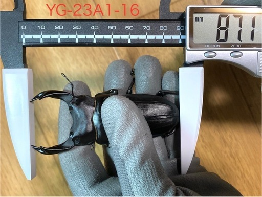 能勢YG血統 オオクワガタ 87.8/87.5/87.0/86.1 同腹ペア