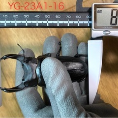能勢YG血統 オオクワガタ 87.8/87.5/87.0/86.1 同腹ペア 能勢YG血統 オオクワガタ 87.8/87.5/87.0/86.1 同腹ペア