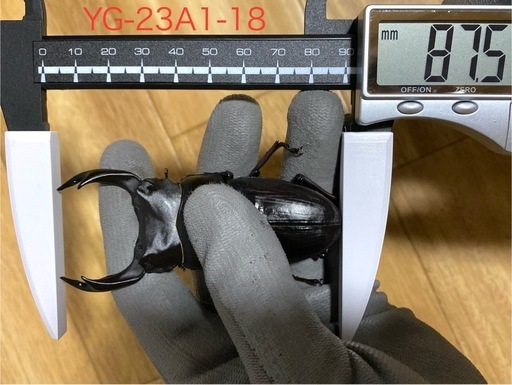 能勢YG血統 オオクワガタ 87.8/87.5/87.0/86.1 同腹トリオ