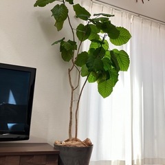 アートストーンLLグレーの鉢カバー付き200cmのフィカス•ウンベラータ アートストーンLLグレーの鉢カバー付き200cmのフィカス•ウンベラータ