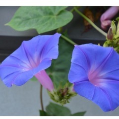 オーシャンブルー◾️朝顔◾️宿根◾️挿し芽用