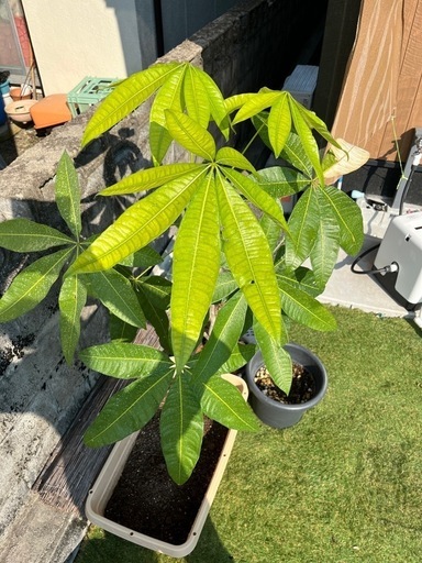 【観葉植物】パキラ10号鉢付き　155cm以上