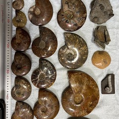 アンモナイトや三葉虫の化石