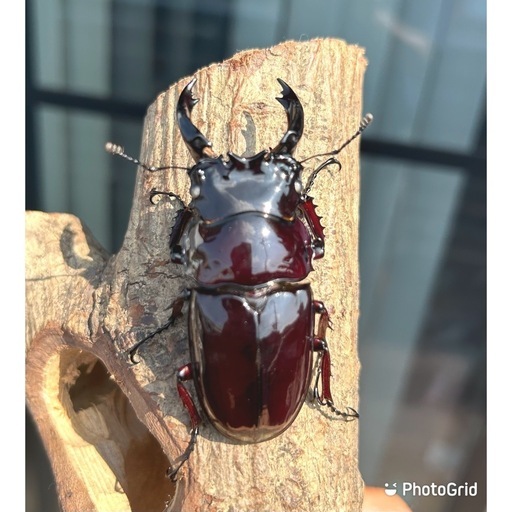 【おすすめ】白眼　赤レギウスオオツヤクワガタ　雄