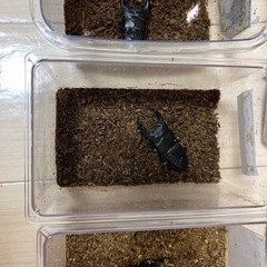 ペア能勢産YG血統オオクワガタ♂77mm♀51mm