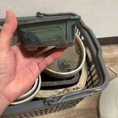 ヘルノキッズコート-盆栽鉢