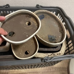 ヘルノキッズコート-盆栽鉢