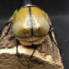 ヘラクレスオオカブトムシ　♂♀ペア　8-12