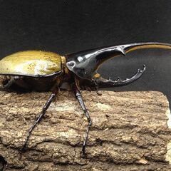 ヘラクレスオオカブトムシ　♂♀ペア　8-12