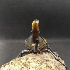 ヘラクレスオオカブトムシ　♂♀ペア　8-12