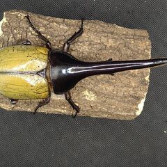 ヘラクレスオオカブトムシ　♂♀ペア　8-12