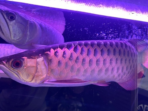 淡水魚】【通販】大特価 ブラックアロワナ【1匹 サンプル画像】(大型魚 